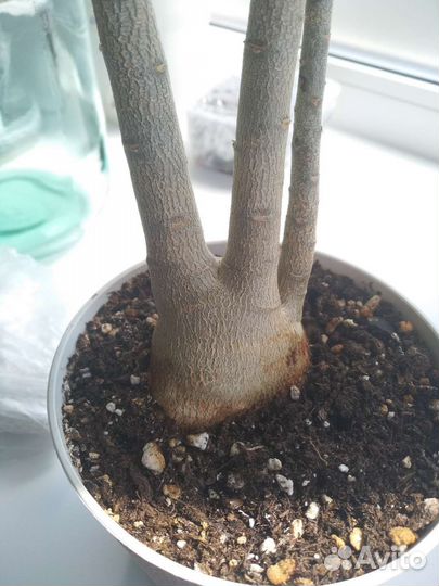 Адениум взрослый