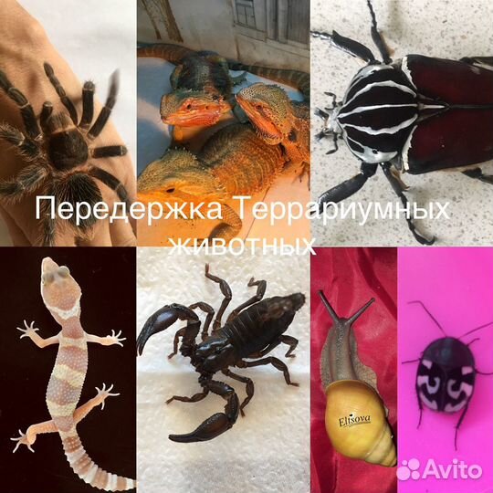 Аренда экзотических животных