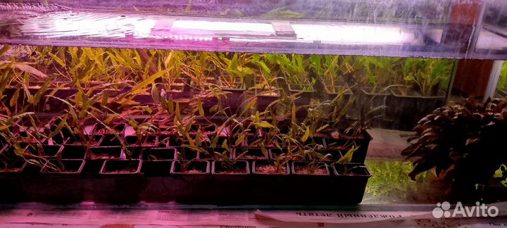 Аквариумные рыбки