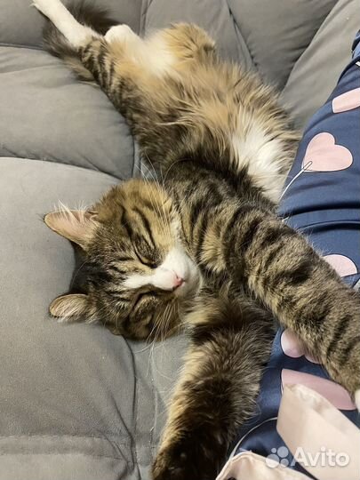 Отдам кота