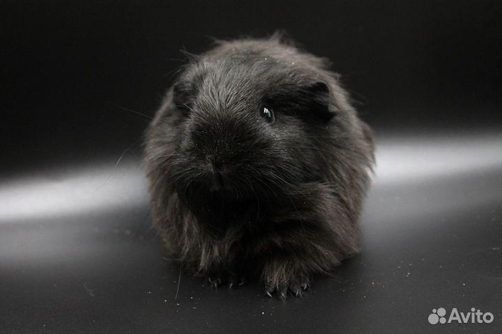 Морская свинка шелти