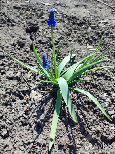 Бадан, мускарики