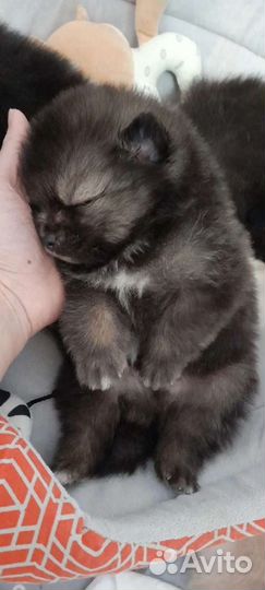 Шпиц мальчик