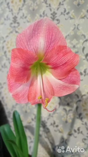 Гиппеаструм