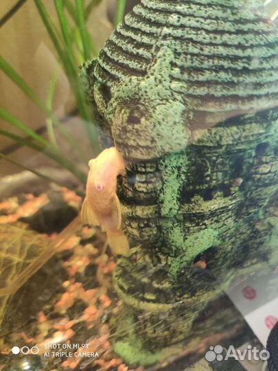 Сомики анциструсы золотые