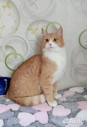 Котенок в хорошие руки