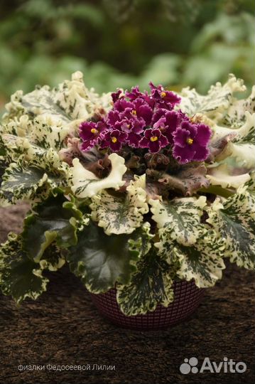 Фиалки 75 сортов