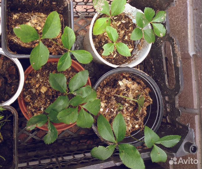 Анемона,монарда,морозник, хризантемы, калужница