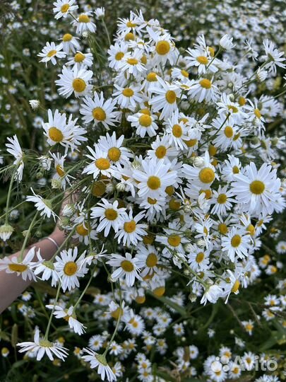 Ромашка сушеная