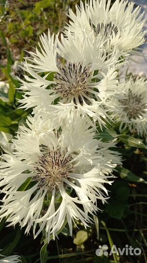 Белый василек крупный