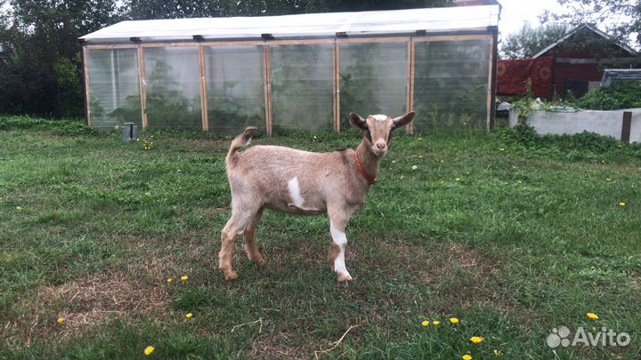 Коза камерунская