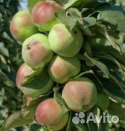 Саженцы Яблони колоновидной
