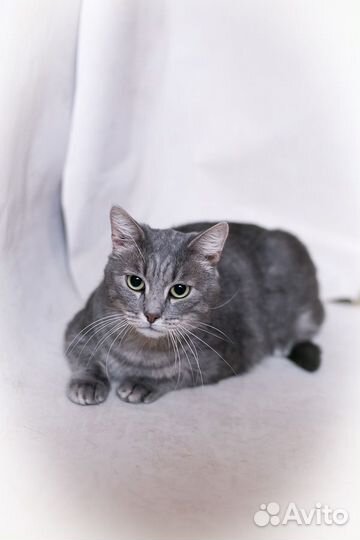 Кот Бориска