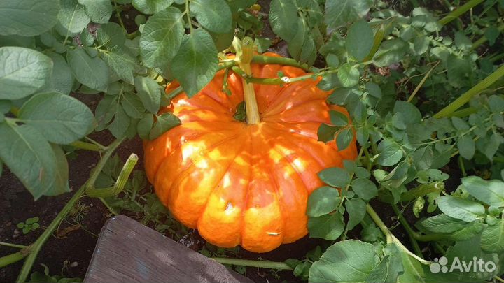 Тыква золотая