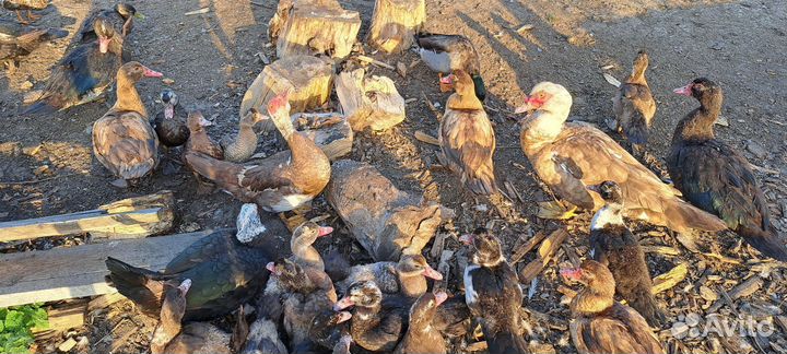 Утки подсадные для охоты