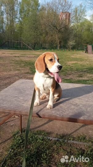 Бигль вязка