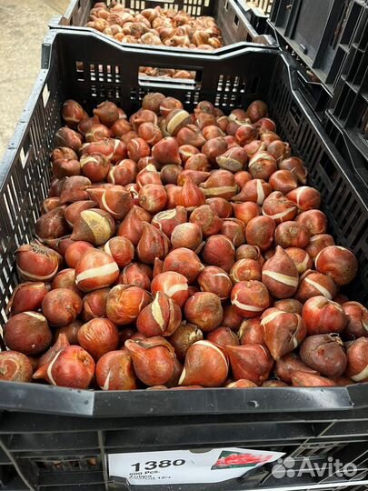 Луковицы тюльпанов 2024-2025