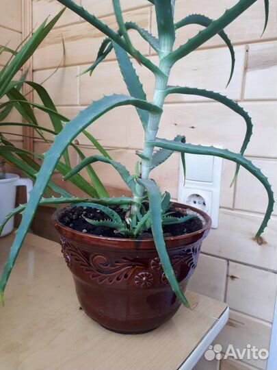 Алоэ 50 см с горшком