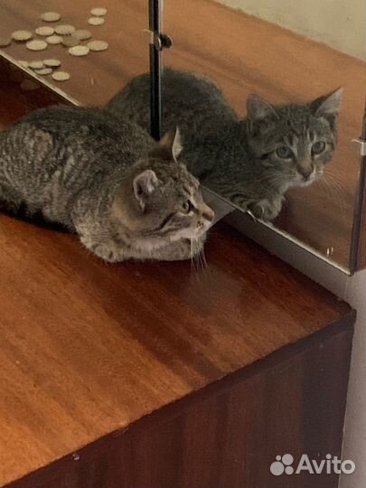 Отдам в добрые руки