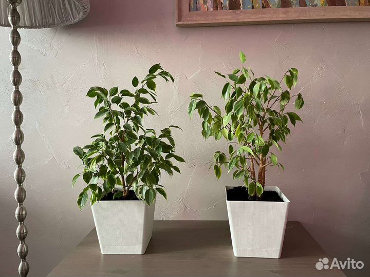 Фикус бенджамина кинки