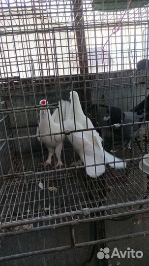 Продажа голубей