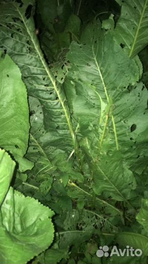 Хеномелес (айва японская)