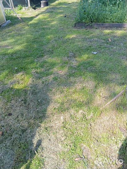 Скосить траву