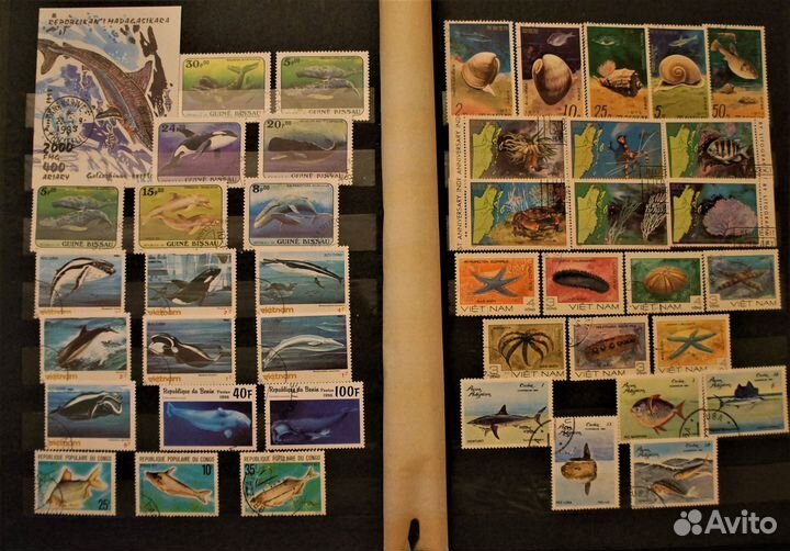 Морская фауна