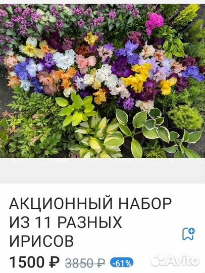 Акция Ирисы/Лилейники/Пион/Хоста/Лилия