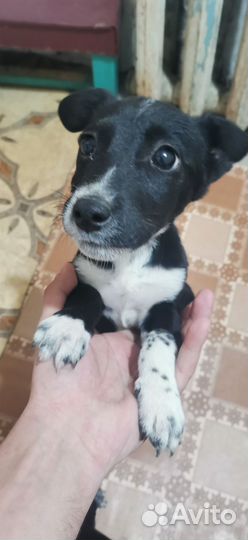 Отдам щенят в хорошие добрые руки