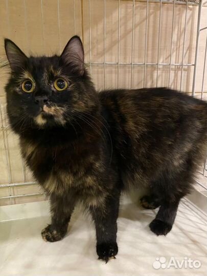 Кошечка Ася 2,5 года