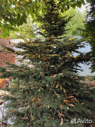 Ель голубая