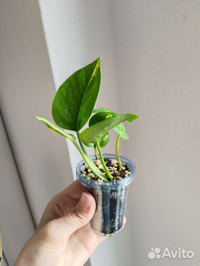 Эпипремнум золотистый