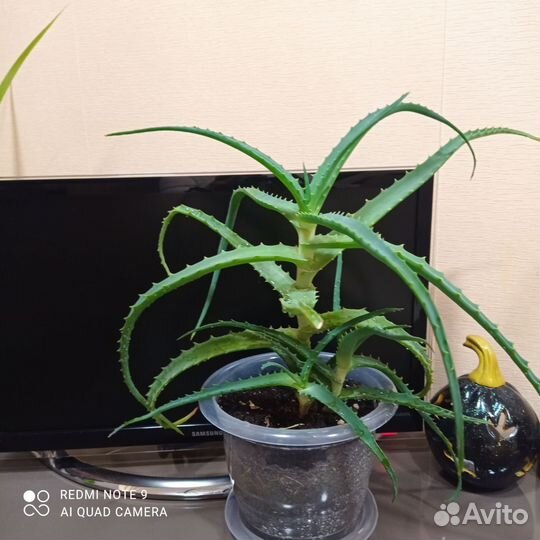 Алоэ лечебный