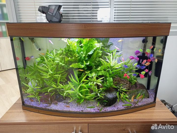 Аквариумные рыбки с доставкой по Москве 1час