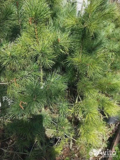 Кедр саженцы крупномеры хвойные
