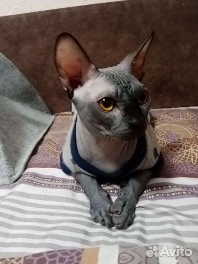 Канадский сфинкс вязка