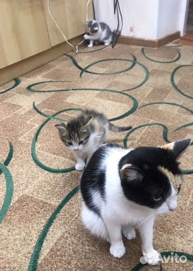 3 кошечки и 1 котик в добрые руки