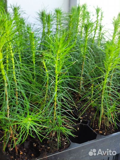 Сеянцы сосны и ели зкс