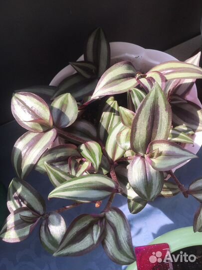 Цветы разные