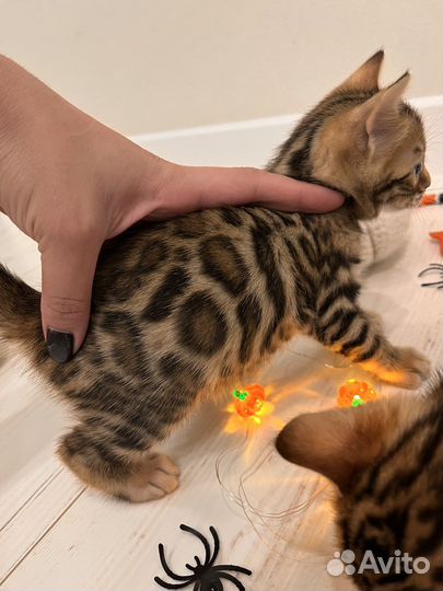 Бенгальские котята