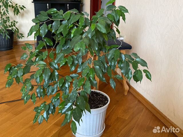 Фикус бенджамина