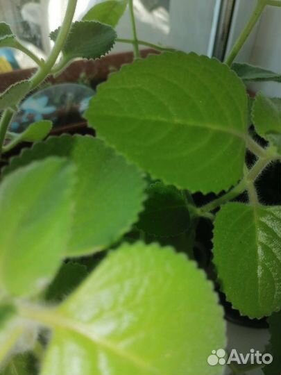 Комнатная мята плектрантус