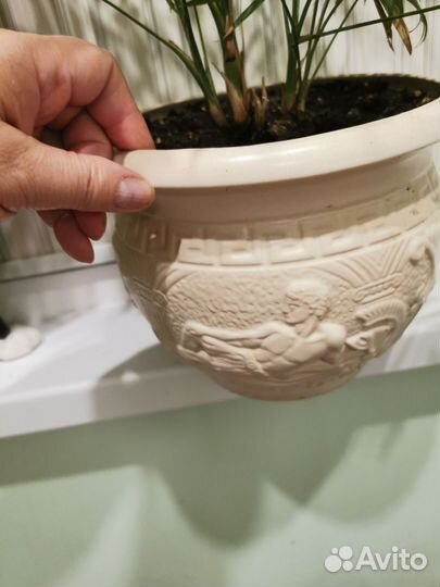 Взрослые:Нолина, хамедорея