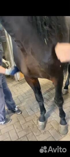 Мерин,жеребцы,жеребята рысаки иноходцы