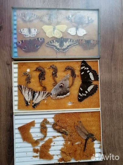 Засушенные бабочки