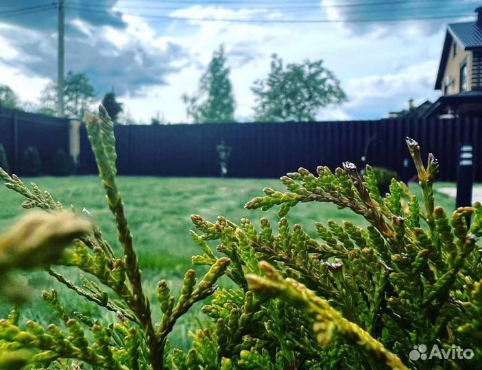 Рулонный газон