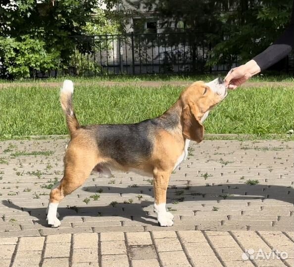 Вязка кобель бигль РКФ