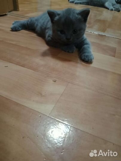 Шотландская