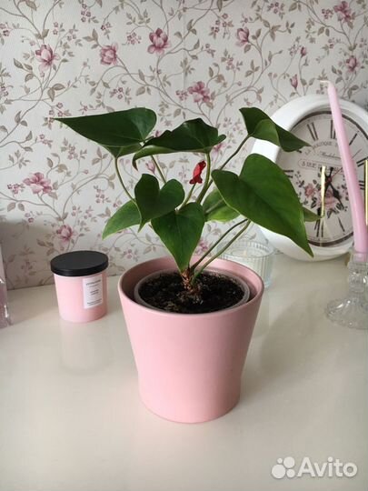 Комнатные цветы Антуриум